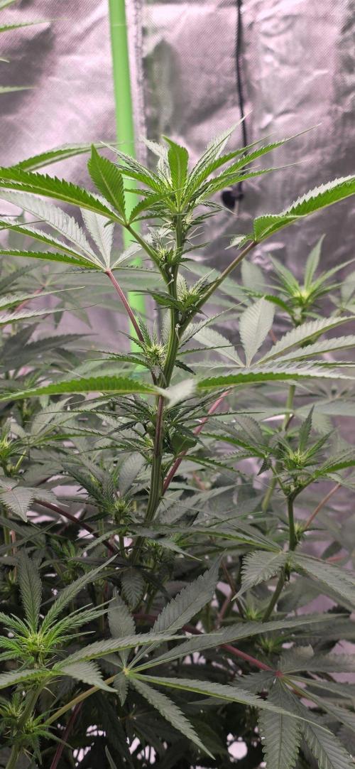 Tropicanna Poison F1 Fast Flowering. Week 10