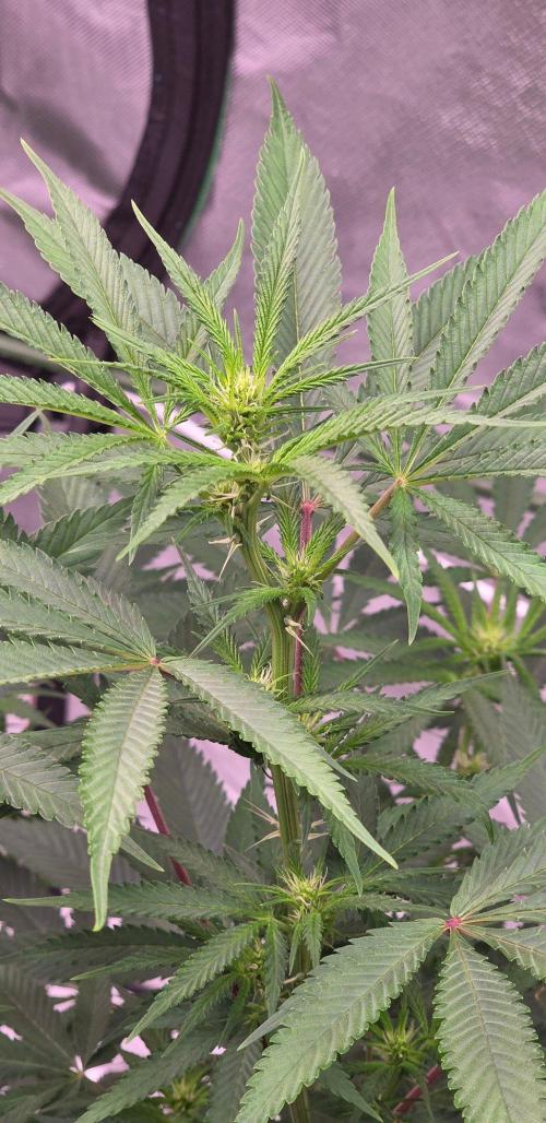 Tropicanna Poison F1 Fast Flowering. Week 10