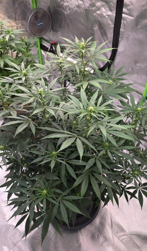 Tropicanna Poison F1 Fast Flowering. Week 10