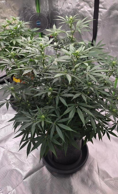 Tropicanna Poison F1 Fast Flowering. Week 10