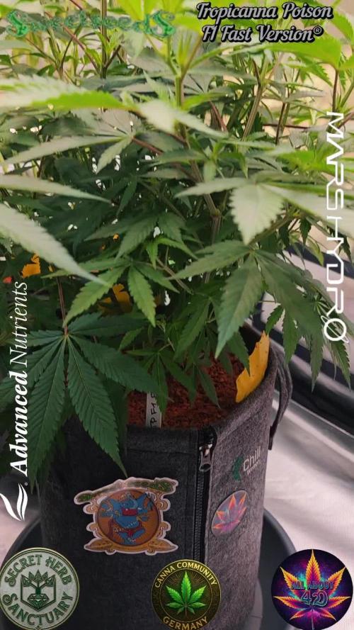 Tropicanna Poison F1 Fast Flowering