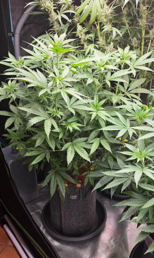 Brain Dead X Zazul. Week 9