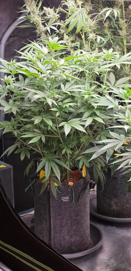 Brain Dead X Zazul. Week 9