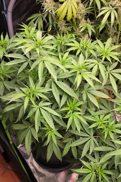 Brain Dead X Zazul. Week 9