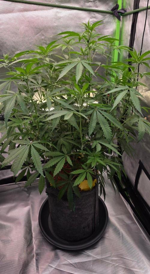 Brain Dead X Zazul. Week 9