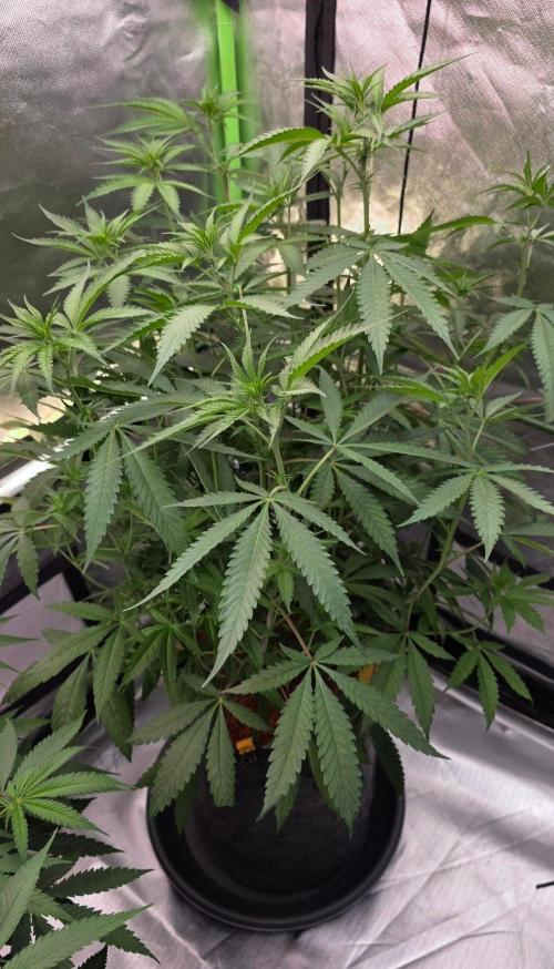 Brain Dead X Zazul. Week 9