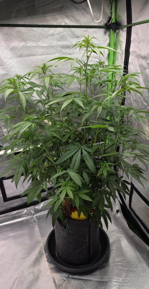 Brain Dead X Zazul. Week 9
