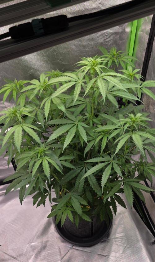 Brain Dead X Zazul. Week 9