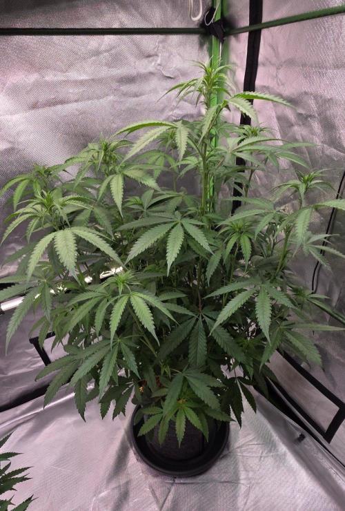 Brain Dead X Zazul. Week 9