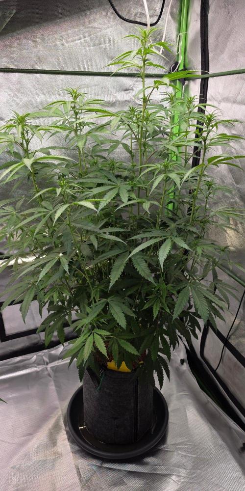 Brain Dead X Zazul. Week 10