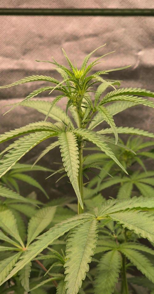 Brain Dead X Zazul. Week 10