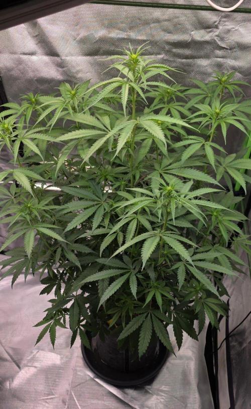 Brain Dead X Zazul. Week 10