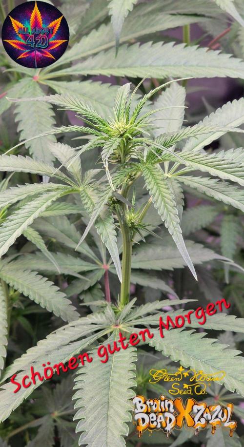 Brain Dead X Zazul. Week 10