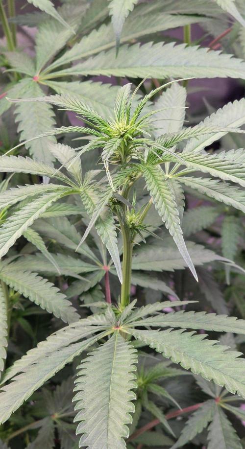 Brain Dead X Zazul. Week 10
