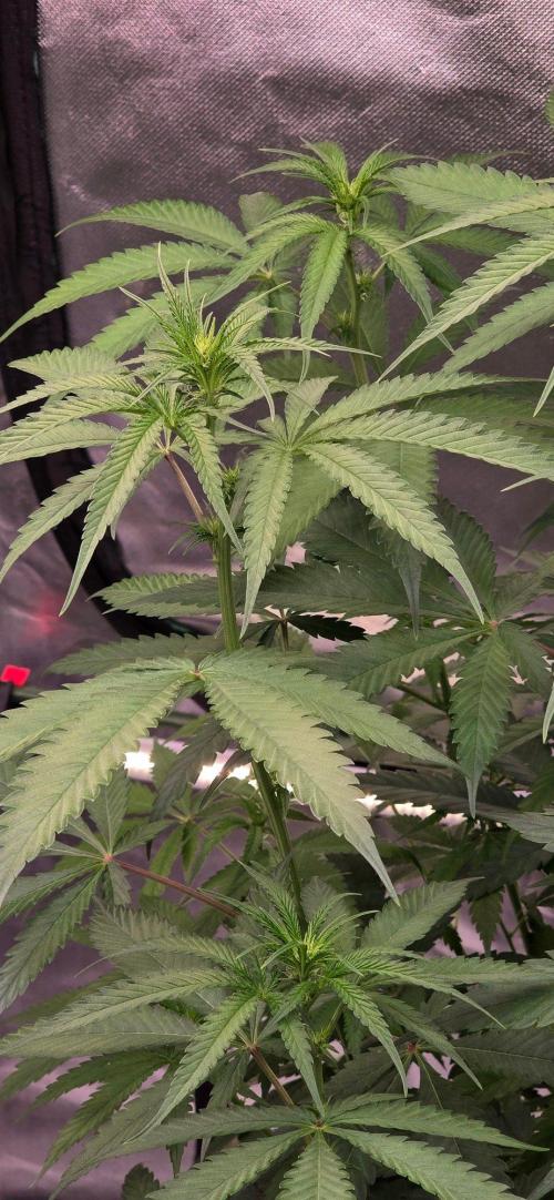 Brain Dead X Zazul. Week 10