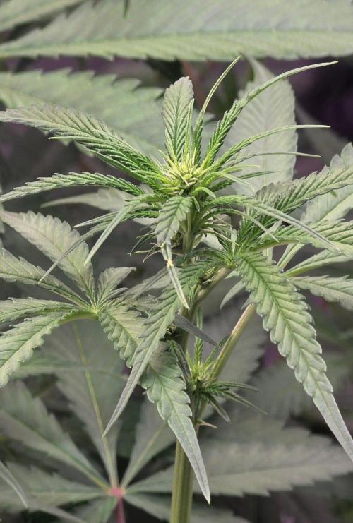 Brain Dead X Zazul. Week 10