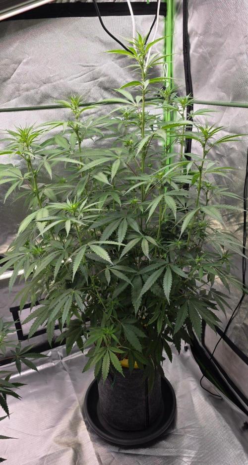 Brain Dead X Zazul. Week 10