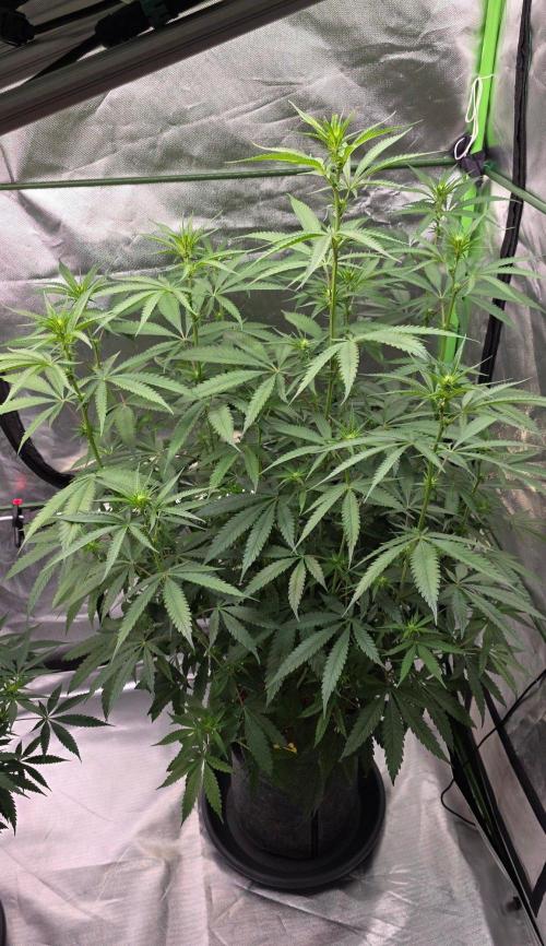 Brain Dead X Zazul. Week 10