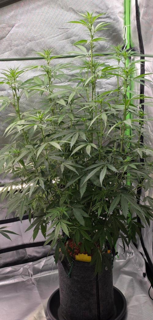 Brain Dead X Zazul. Week 10