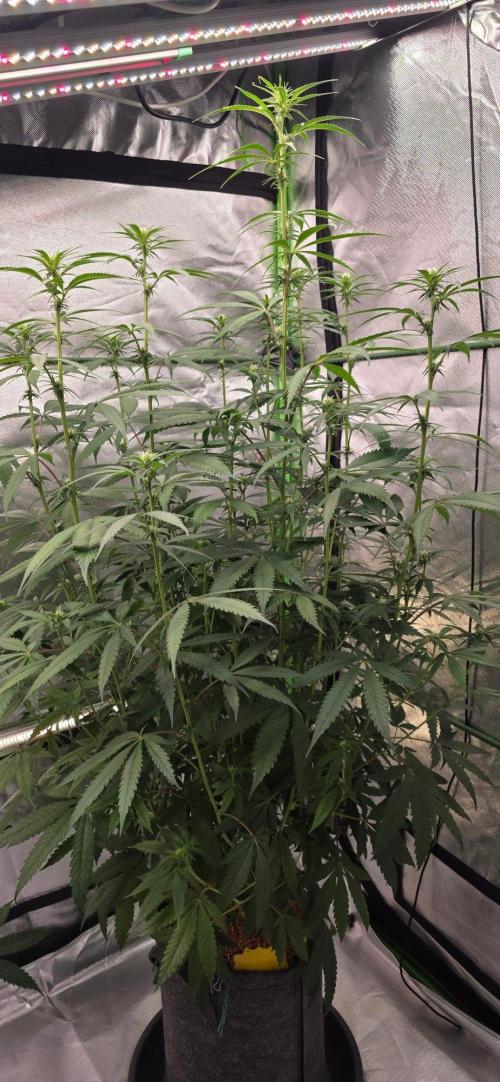 Brain Dead X Zazul. Week 10