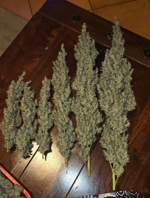 2 Monster Babys. Week 17