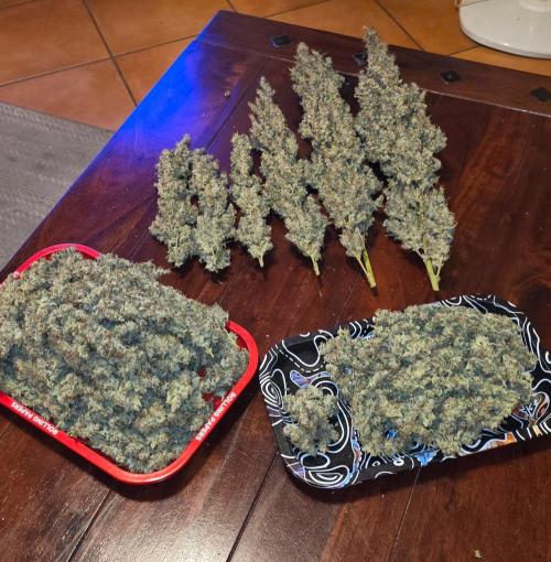 2 Monster Babys. Week 17
