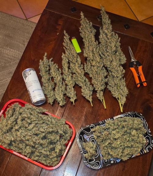 2 Monster Babys. Week 17