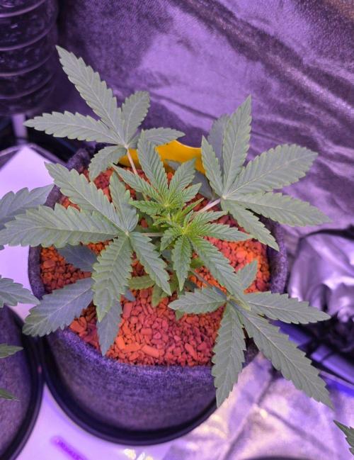 White Runtz X Spritzer. Week 4