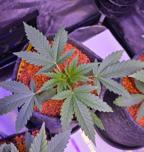 White Runtz X Spritzer. Week 4