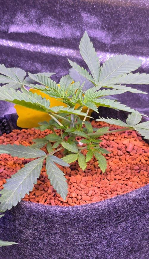 White Runtz X Spritzer. Week 4
