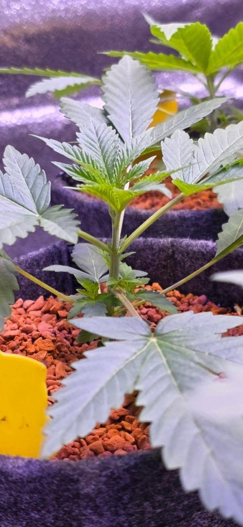 White Runtz X Spritzer. Week 4