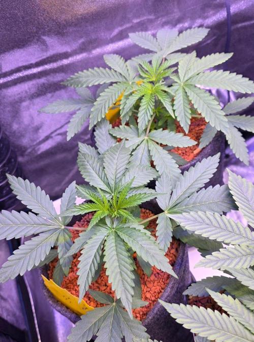 White Runtz X Spritzer. Week 4