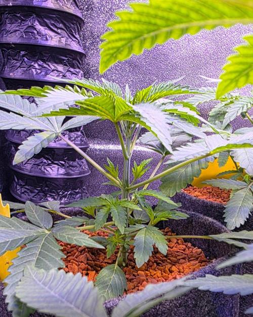 White Runtz X Spritzer. Week 4