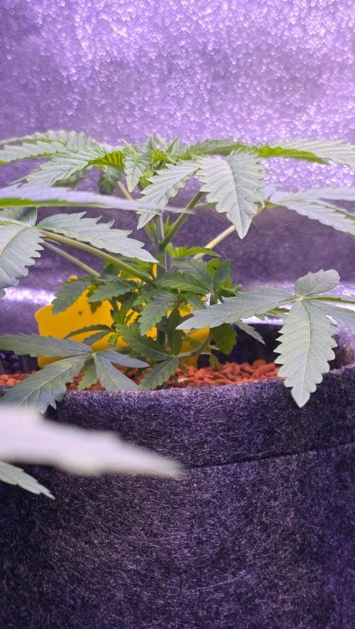 White Runtz X Spritzer. Week 4