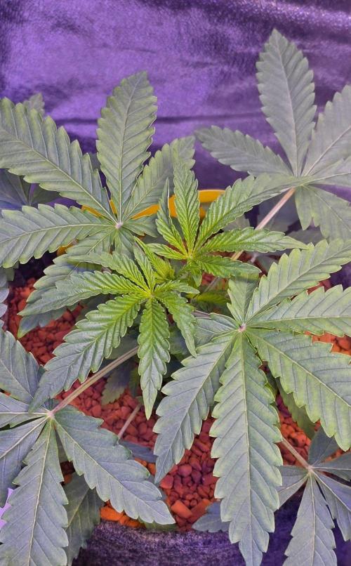 White Runtz X Spritzer. Week 4