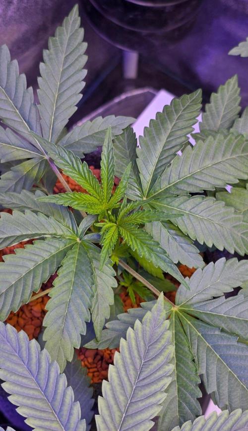 White Runtz X Spritzer. Week 4