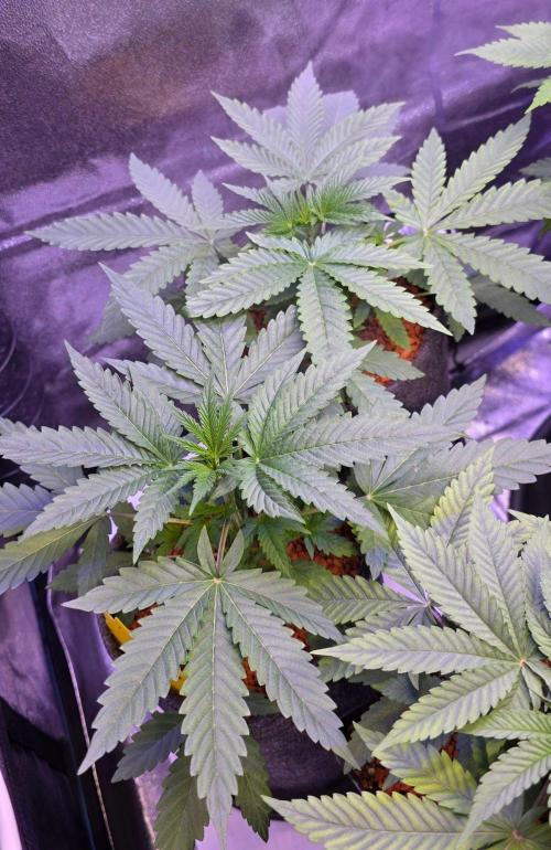 White Runtz X Spritzer. Week 4