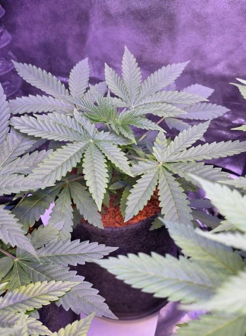 White Runtz X Spritzer. Week 4