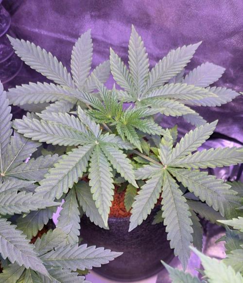 White Runtz X Spritzer. Week 4