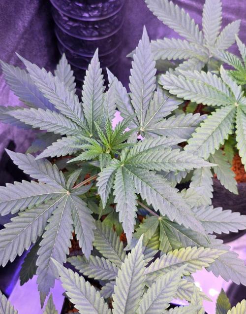 White Runtz X Spritzer. Week 4
