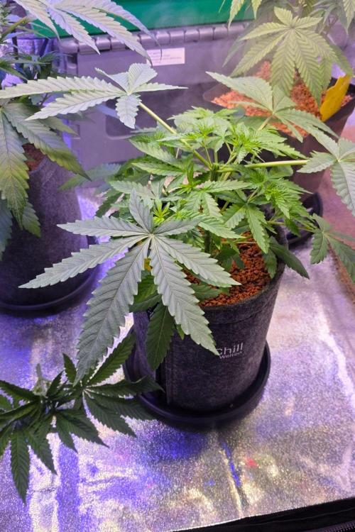 White Runtz X Spritzer. Week 5