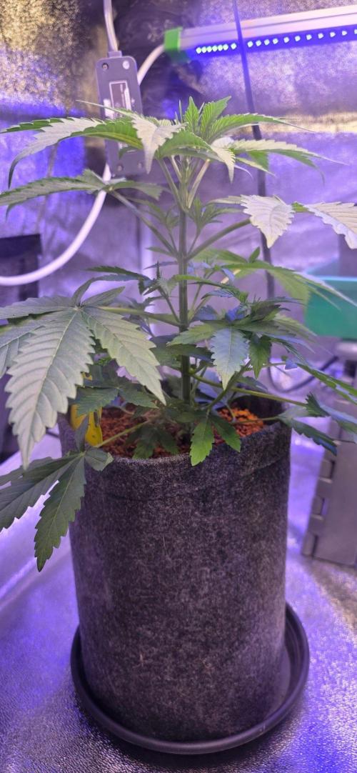 White Runtz X Spritzer. Week 5