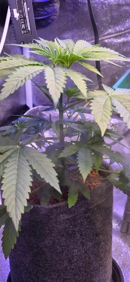 White Runtz X Spritzer. Week 5