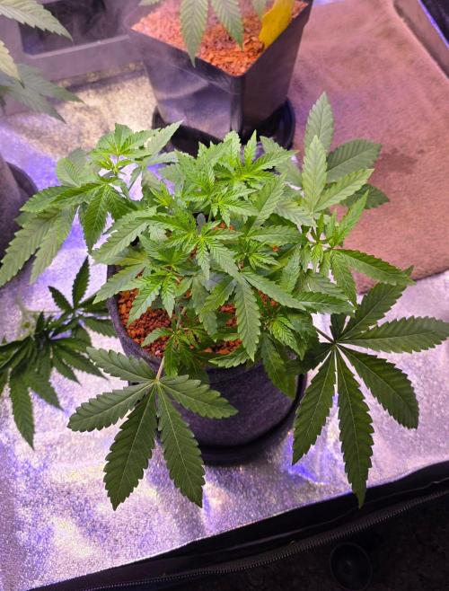 White Runtz X Spritzer. Week 5