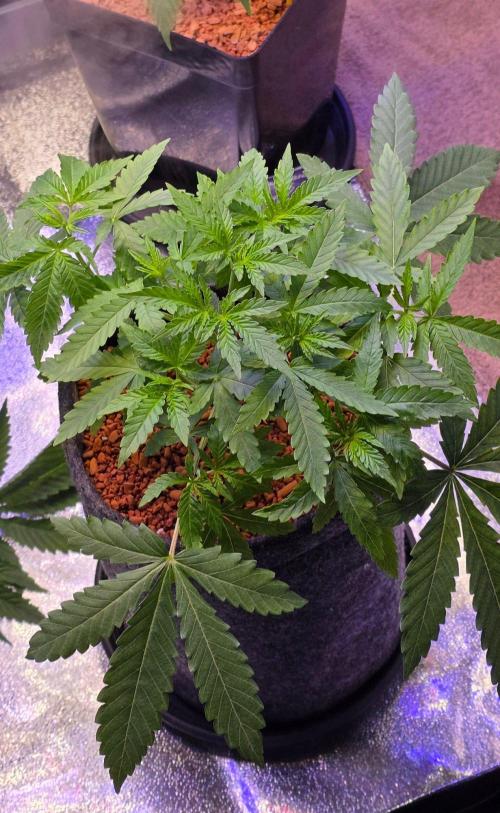 White Runtz X Spritzer. Week 5