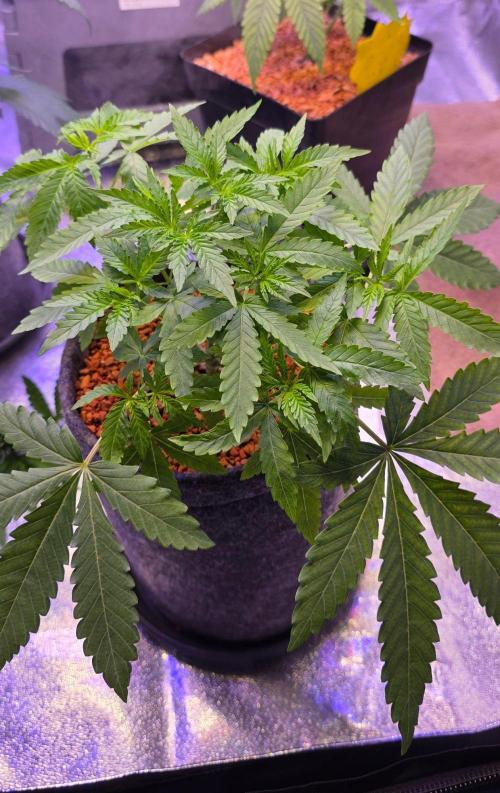 White Runtz X Spritzer. Week 5