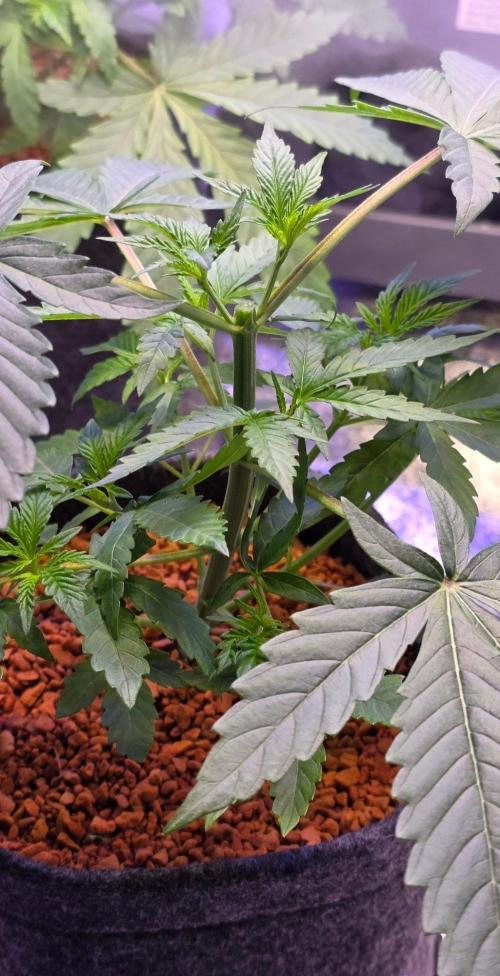 White Runtz X Spritzer. Week 5