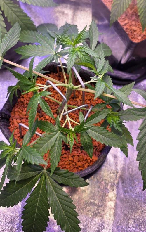 White Runtz X Spritzer. Week 5