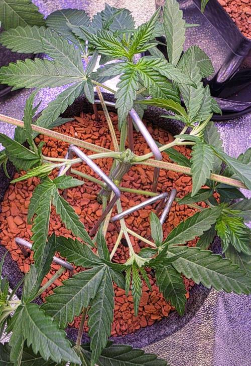 White Runtz X Spritzer. Week 5