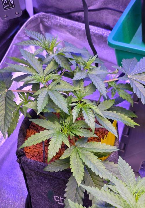 White Runtz X Spritzer. Week 5